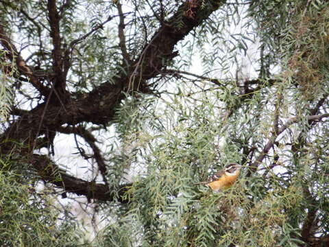 Image of Black-headed Grosbeak