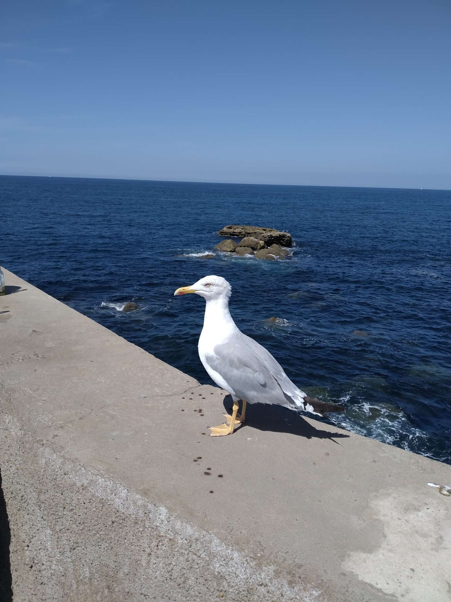 Larus michahellis michahellis Naumann & JF 1840 resmi