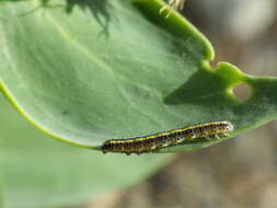 Image of toadflax brocade