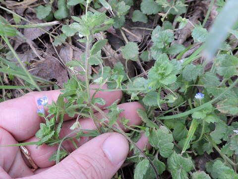 Image of birdeye speedwell