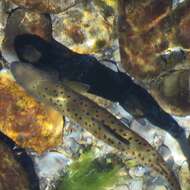 櫻花鉤吻鮭臺灣亞種的圖片