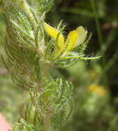 Image of Aspalathus asparagoides subsp. asparagoides