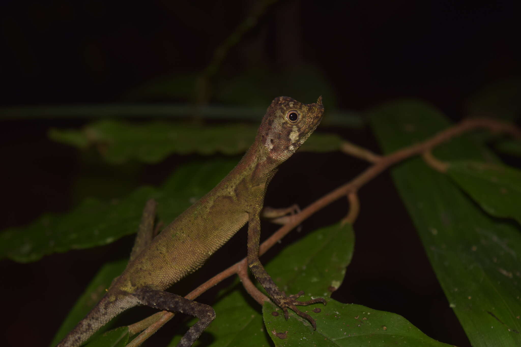 Image of Ornate Earless Agama