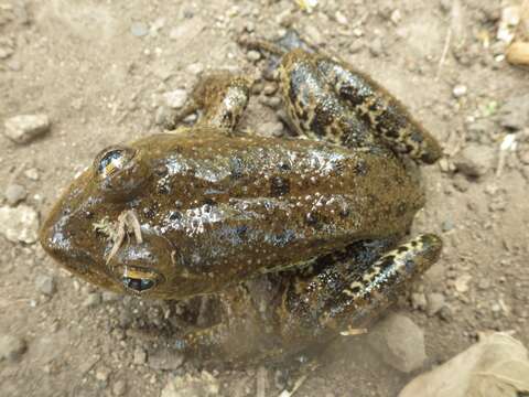 Image of Lithobates psilonota (Webb 2001)