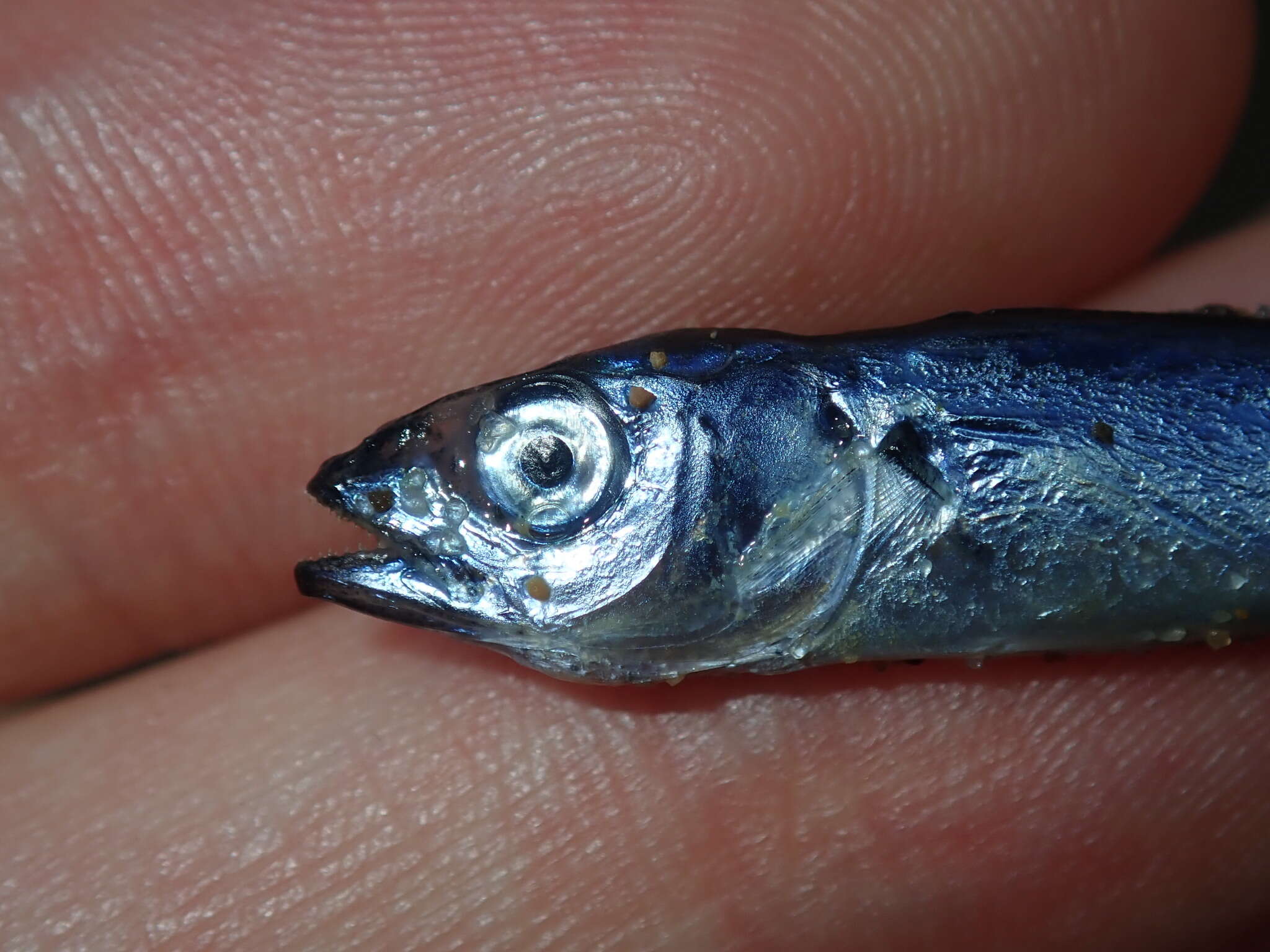 Image of Blue Mackerel