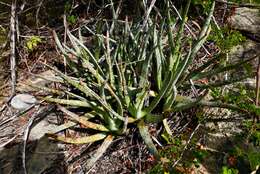 Image of Aloe guillaumetii Cremers