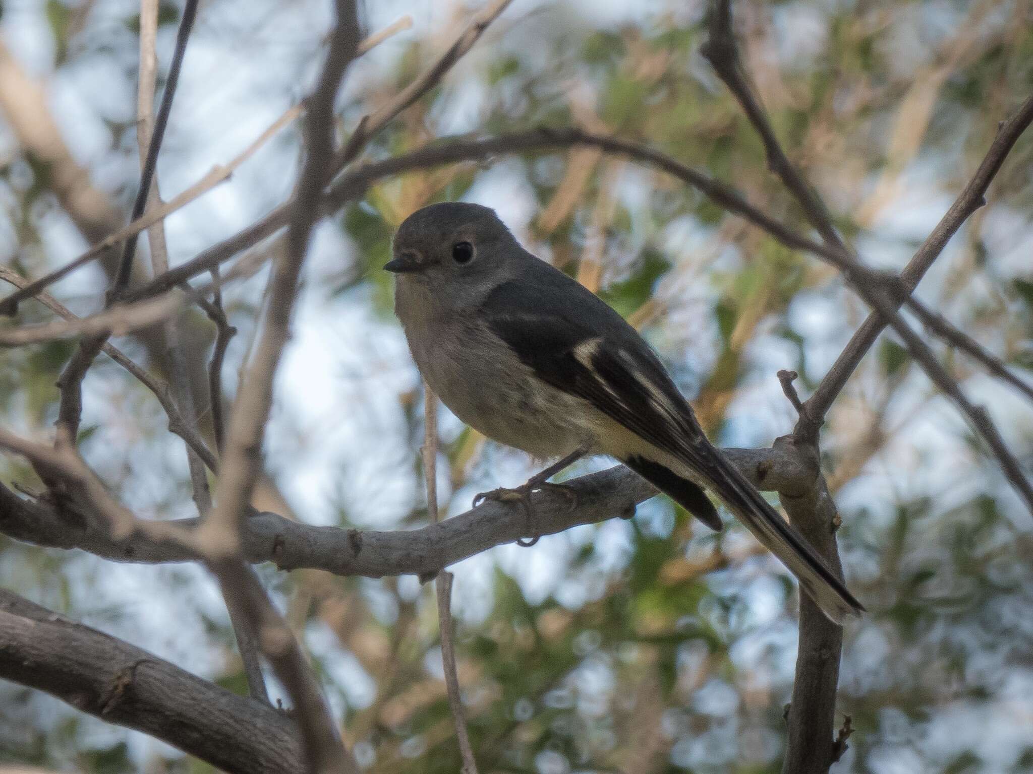 Image of Red-capped Robin