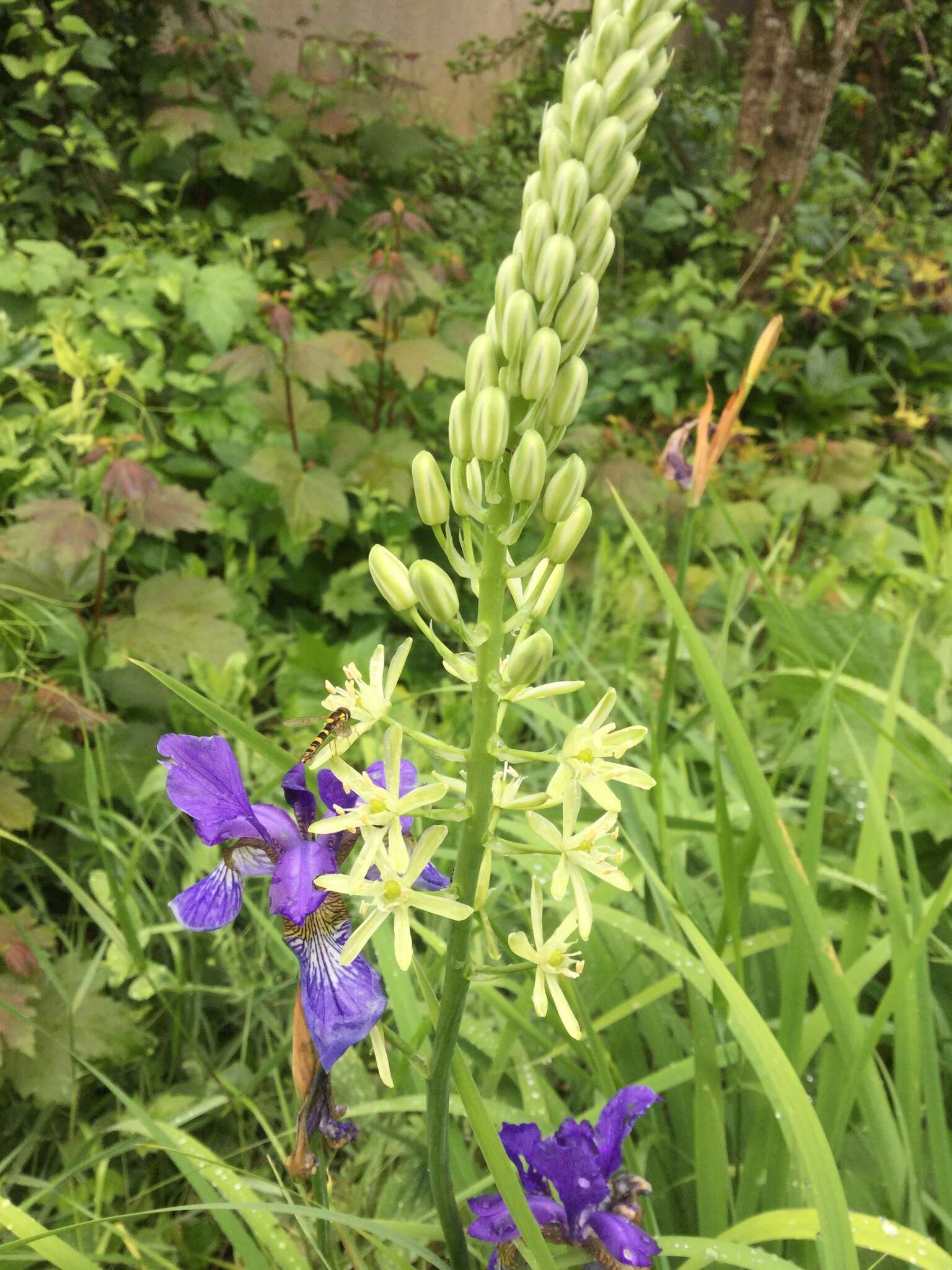 Слика од Ornithogalum pyrenaicum L.