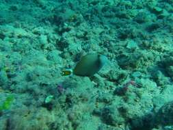 Image of Bluethroat triggerfish