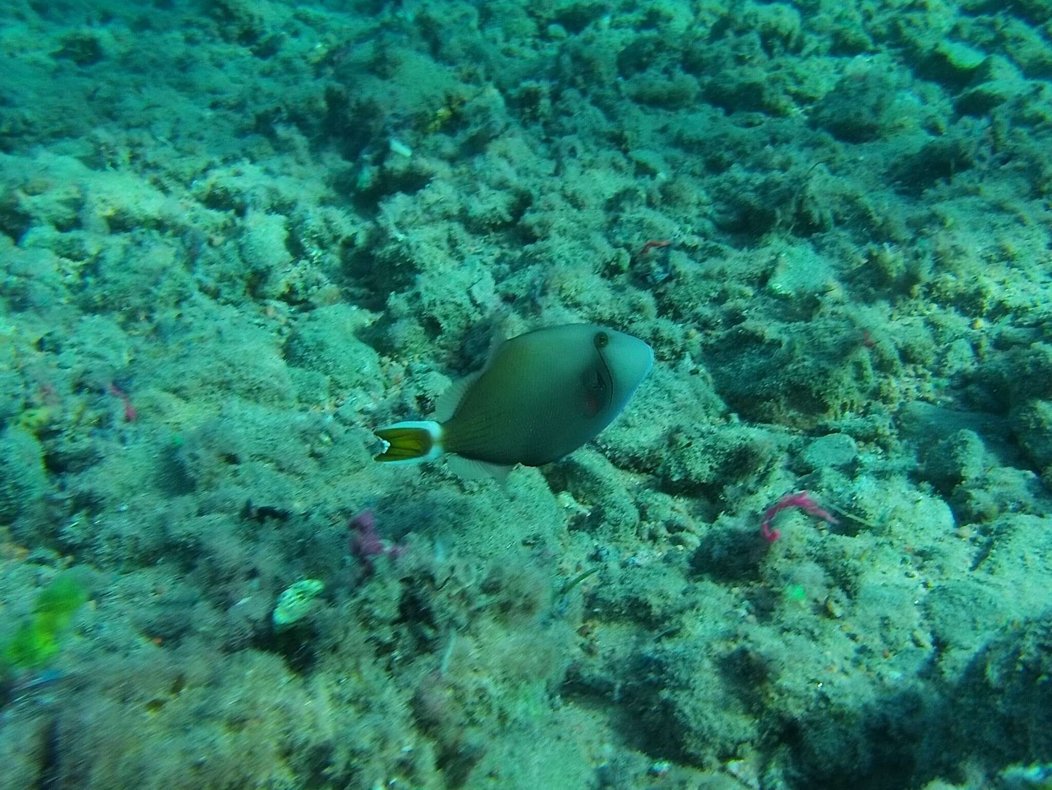 Image of Bluethroat triggerfish