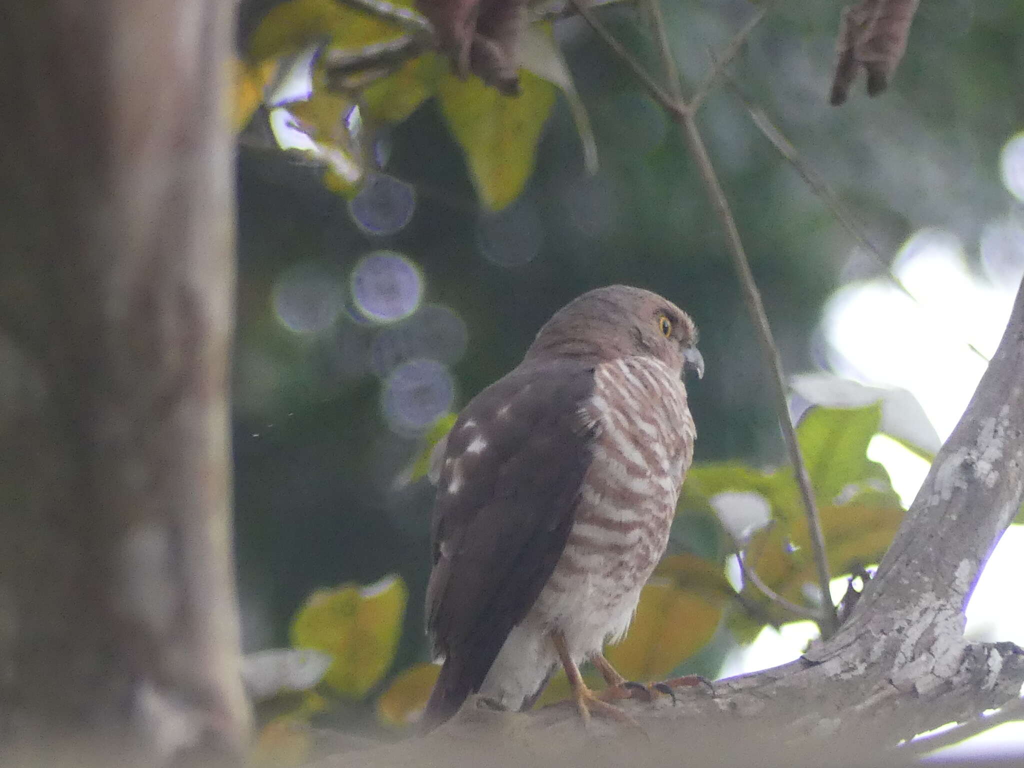 Imagem de Accipiter francesiae Smith & A 1834