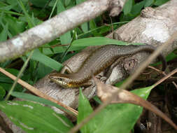 Image of Trachylepis thomensis Ceríaco, Marques & Bauer 2016