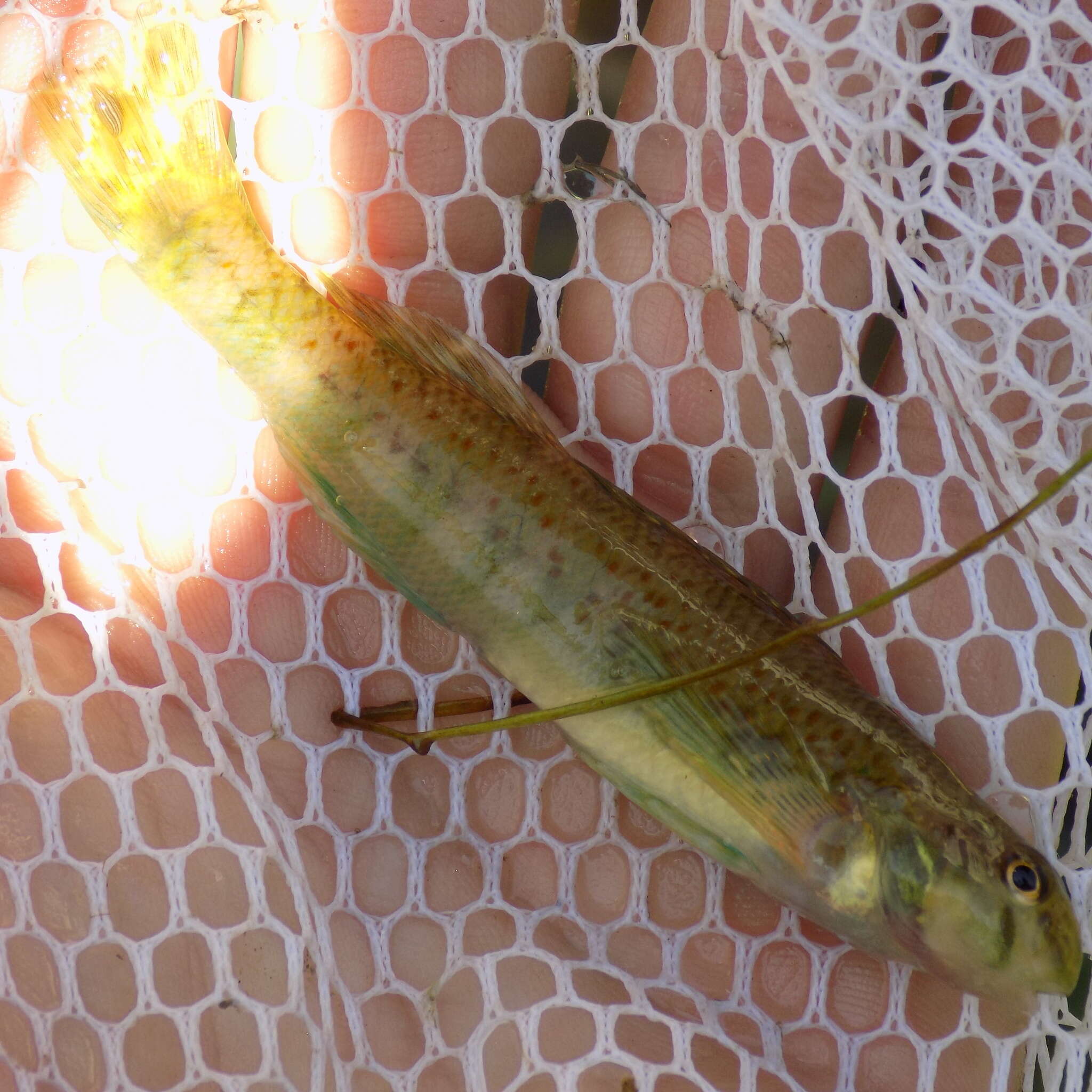 Imagem de Etheostoma blennioides Rafinesque 1819