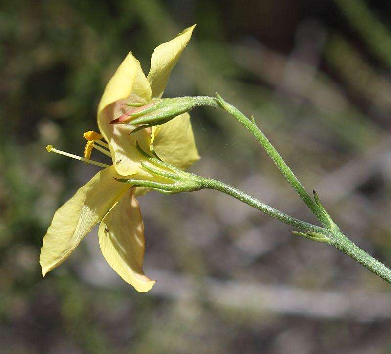 Image of Menodora juncea Harv.