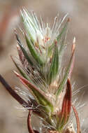 Image of Scotts Valley Polygonum