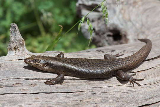 Image of Tree Skink