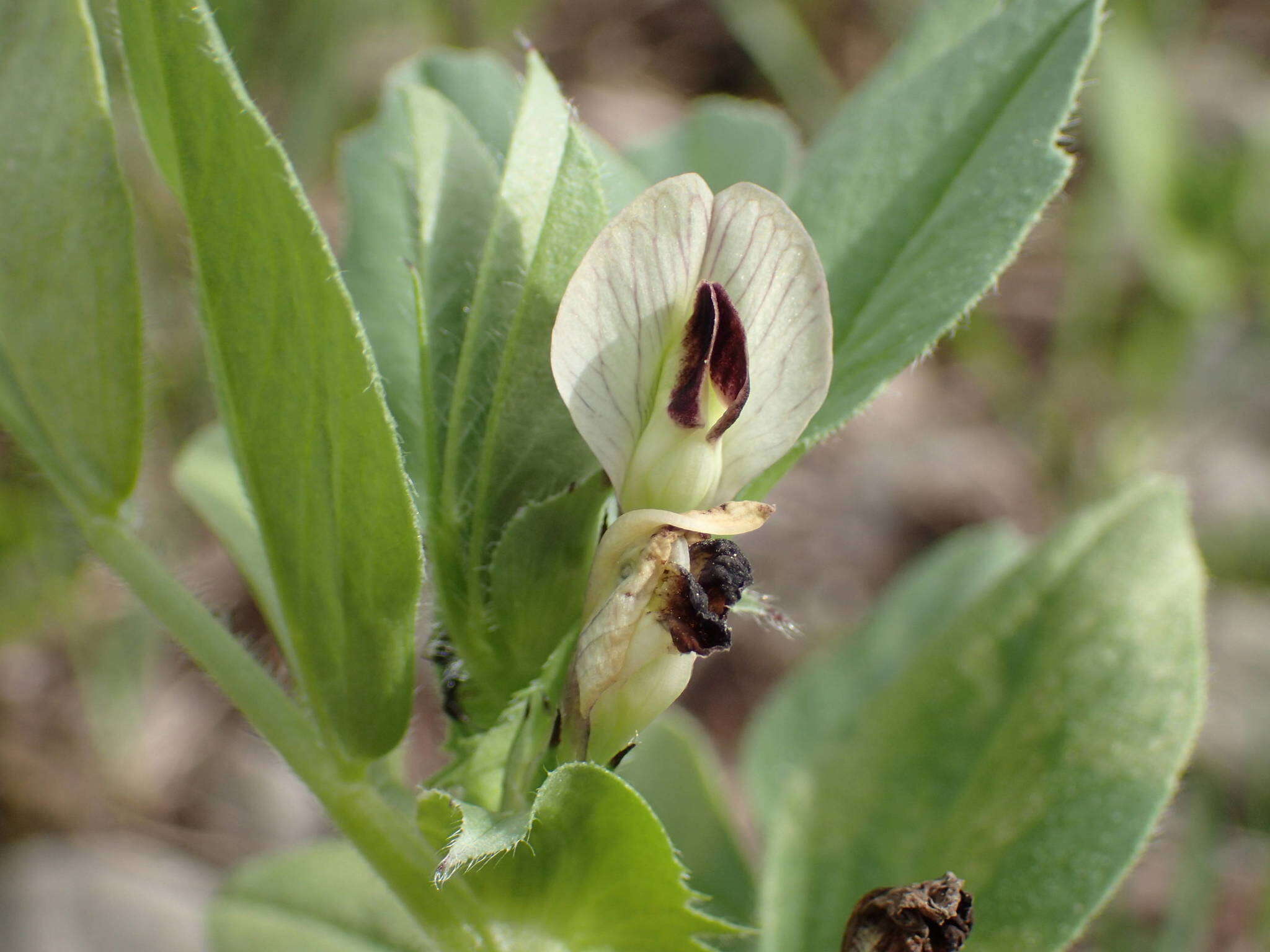 Image of Vicia johannis Tamamsch.