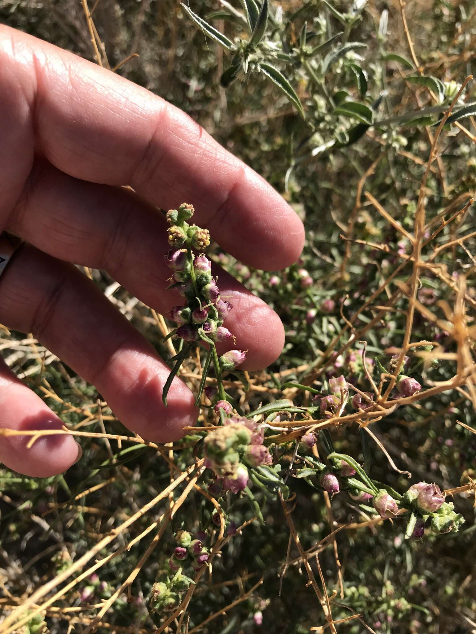 Image of Ambrosia salsola var. salsola