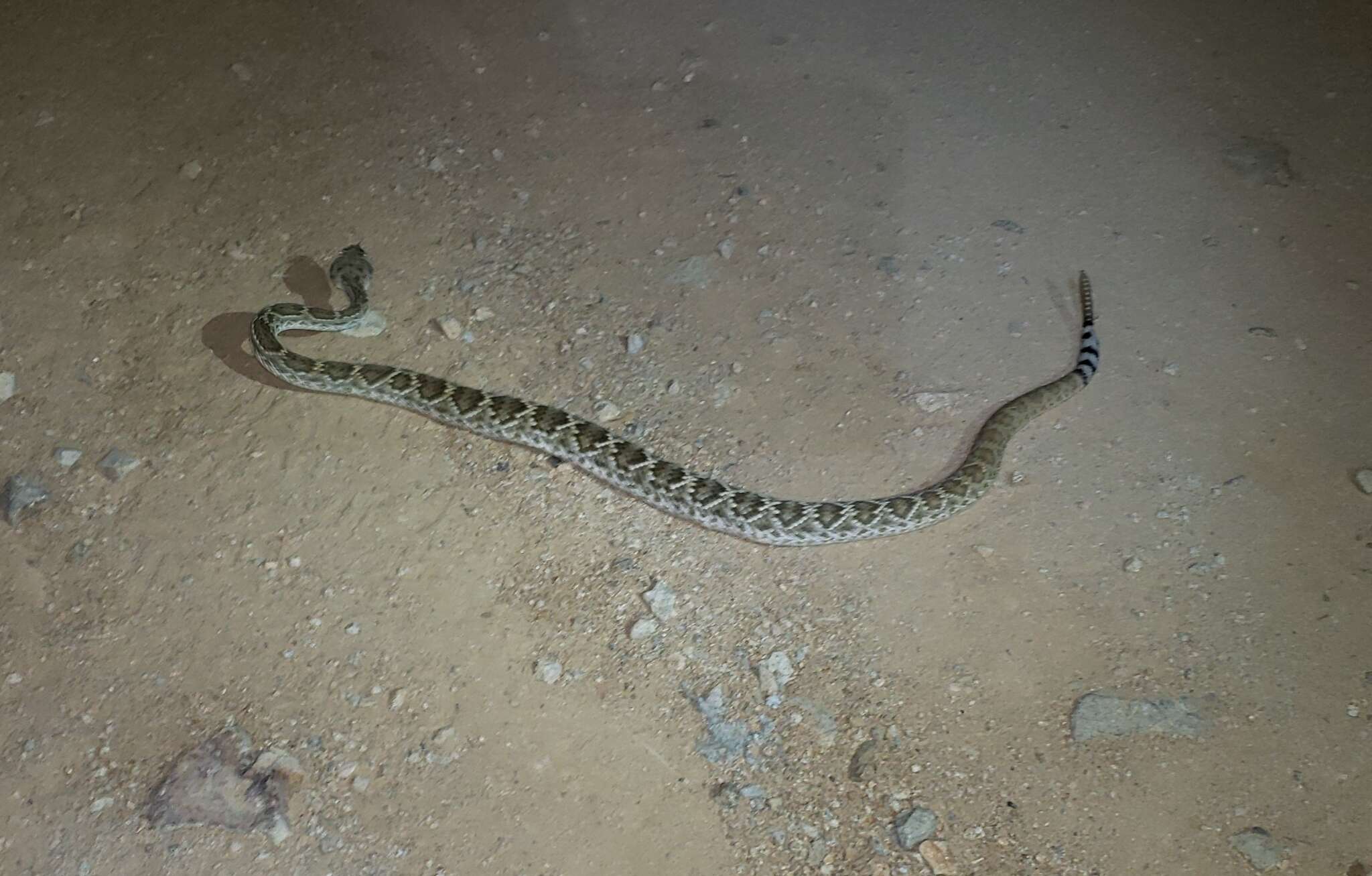 Imagem de Crotalus ruber lucasensis Van Denburgh 1920