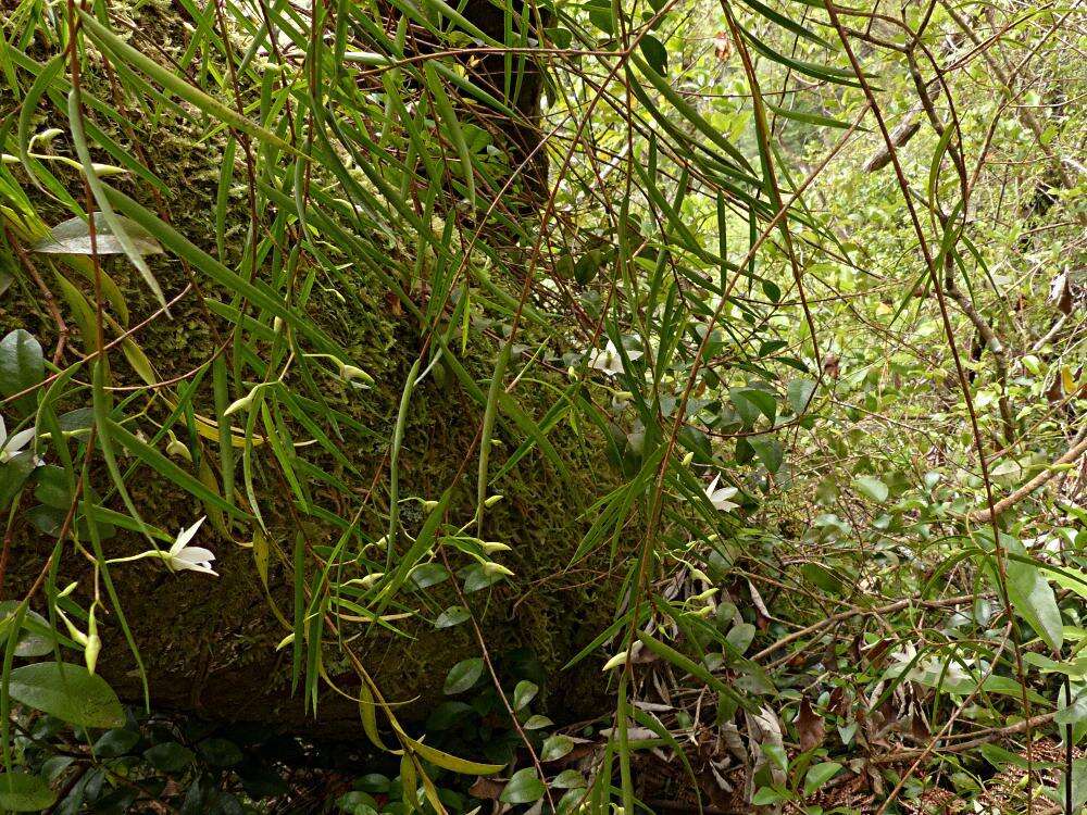 Image de Dendrobium cunninghamii Lindl.