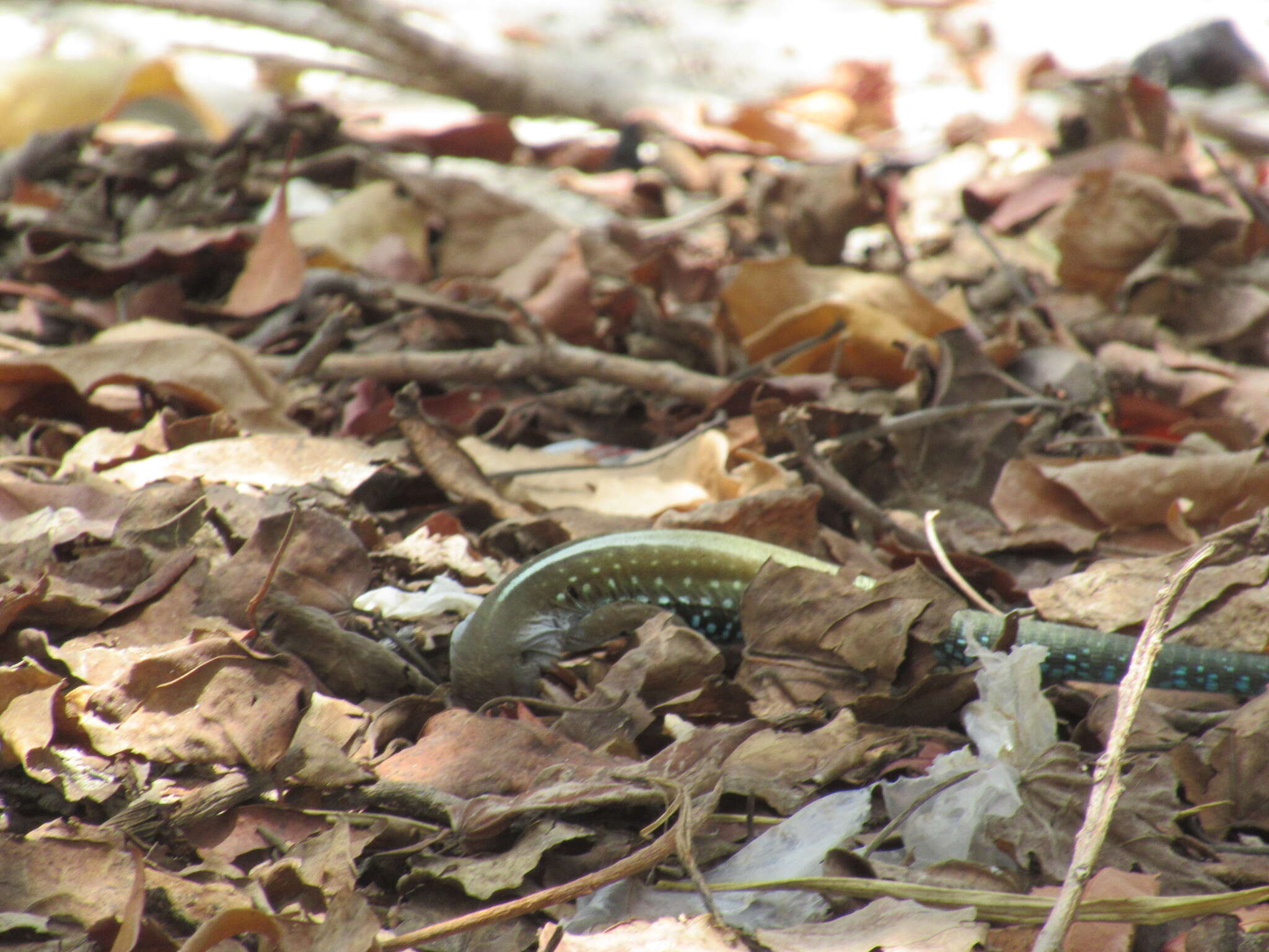 صورة Pholidoscelis dorsalis (Gray 1838)