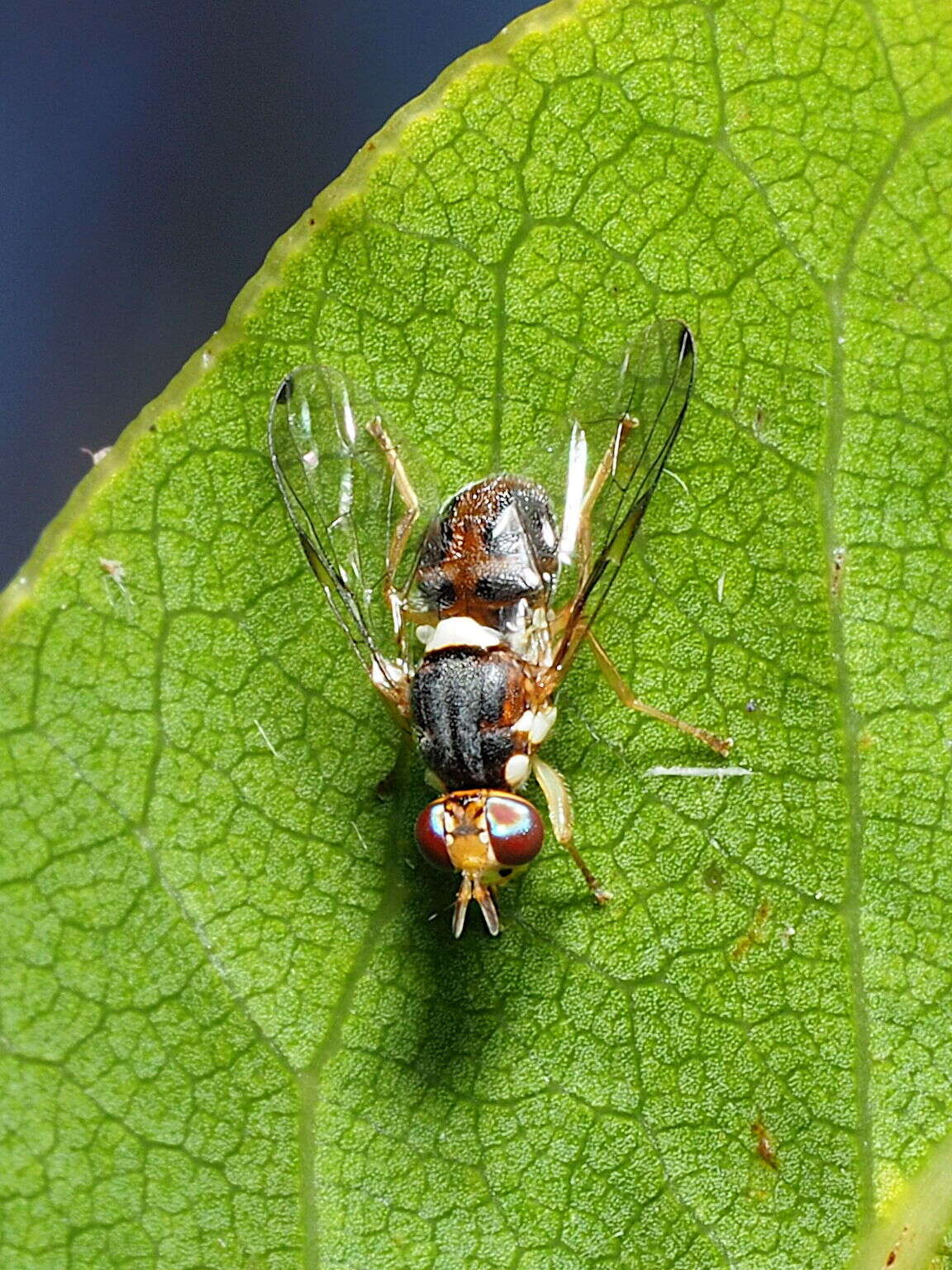 Image of Olive Fruit Fly