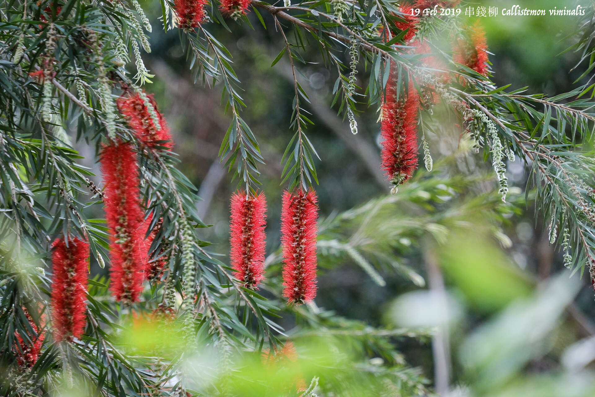 صورة Callistemon viminalis subsp. viminalis