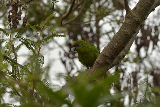 Image of Yellow-crowned Kakariki