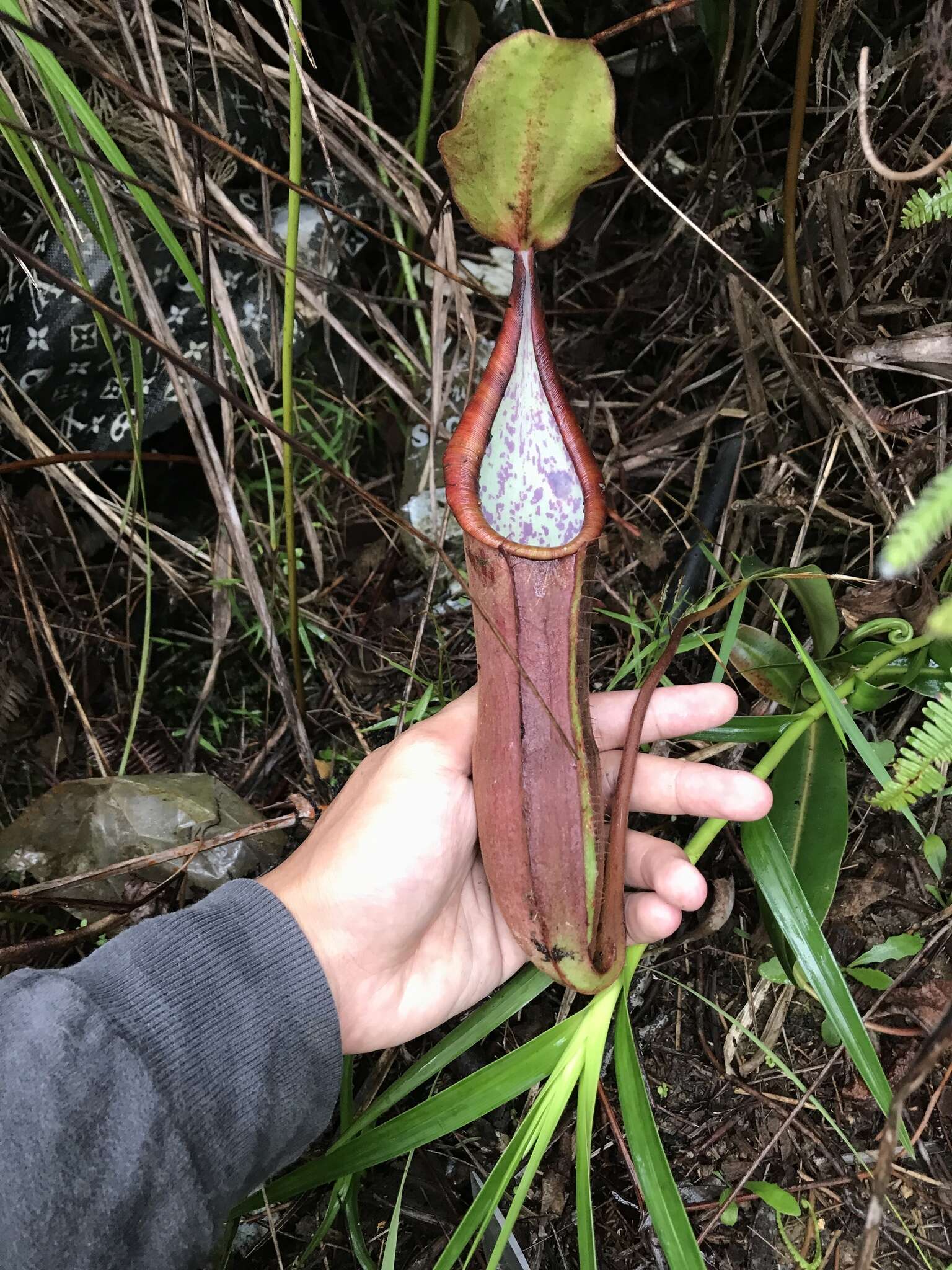 Image of Pitcher Plant