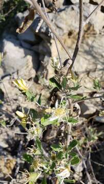 Image of wavyleaf blazingstar