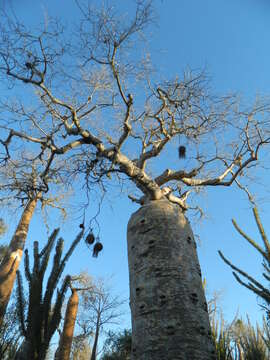 Image of Fony baobab