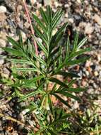 Image of staghorn cinquefoil