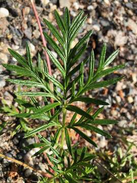 Image of staghorn cinquefoil