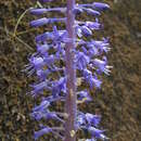 Image of Spetaea lachenaliiflora Wetschnig & Pfosser