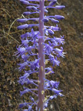 Image of Spetaea lachenaliiflora Wetschnig & Pfosser