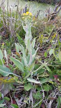 Image of woolly ragwort