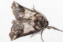 Image of Declana junctilinea Walker 1865