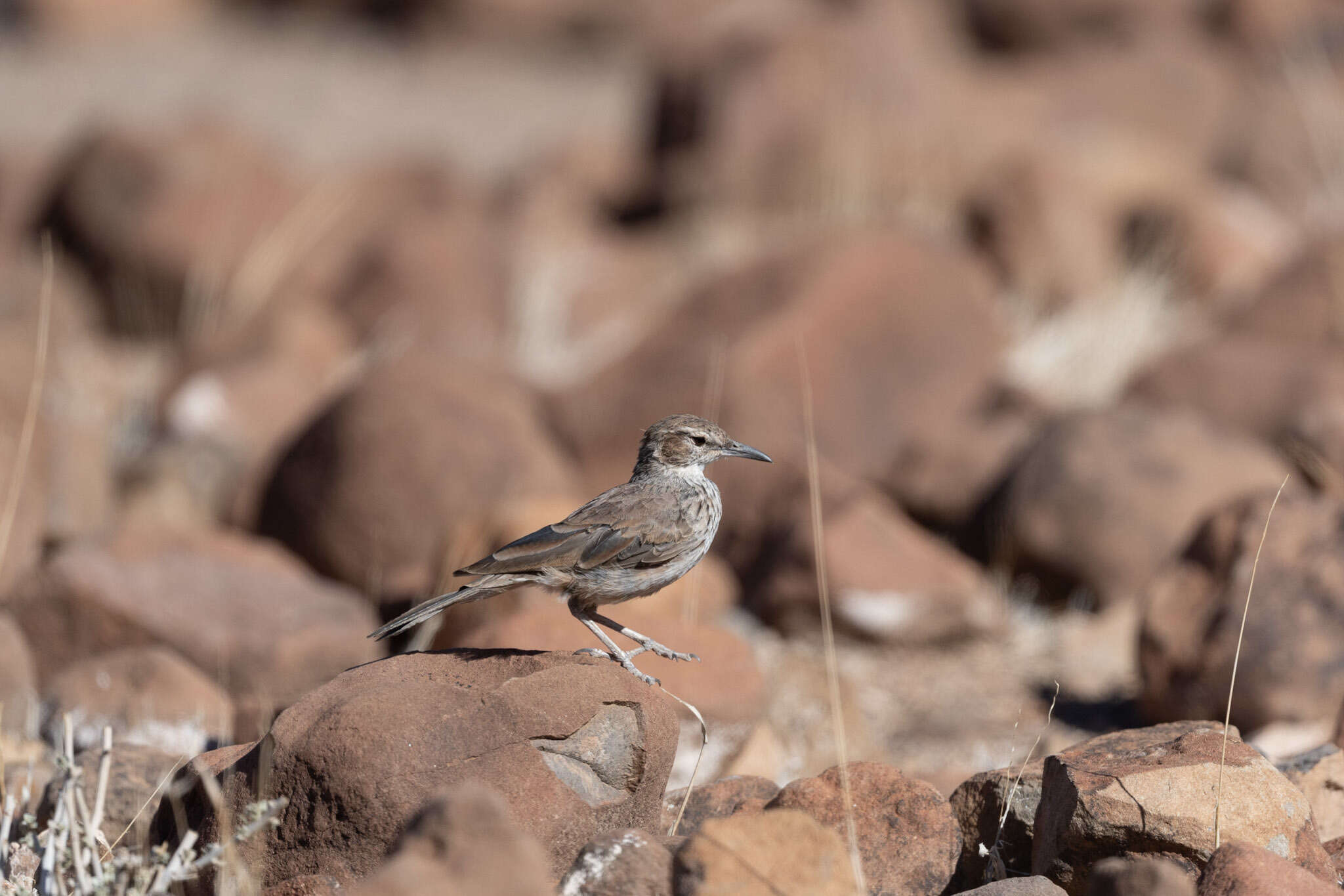 Image of Karoo Long-billed Lark