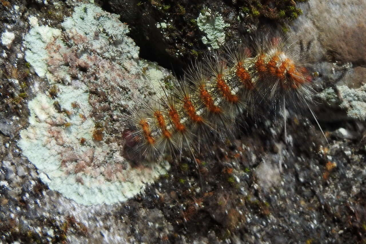 Image of <i>Lemyra imparilis</i>