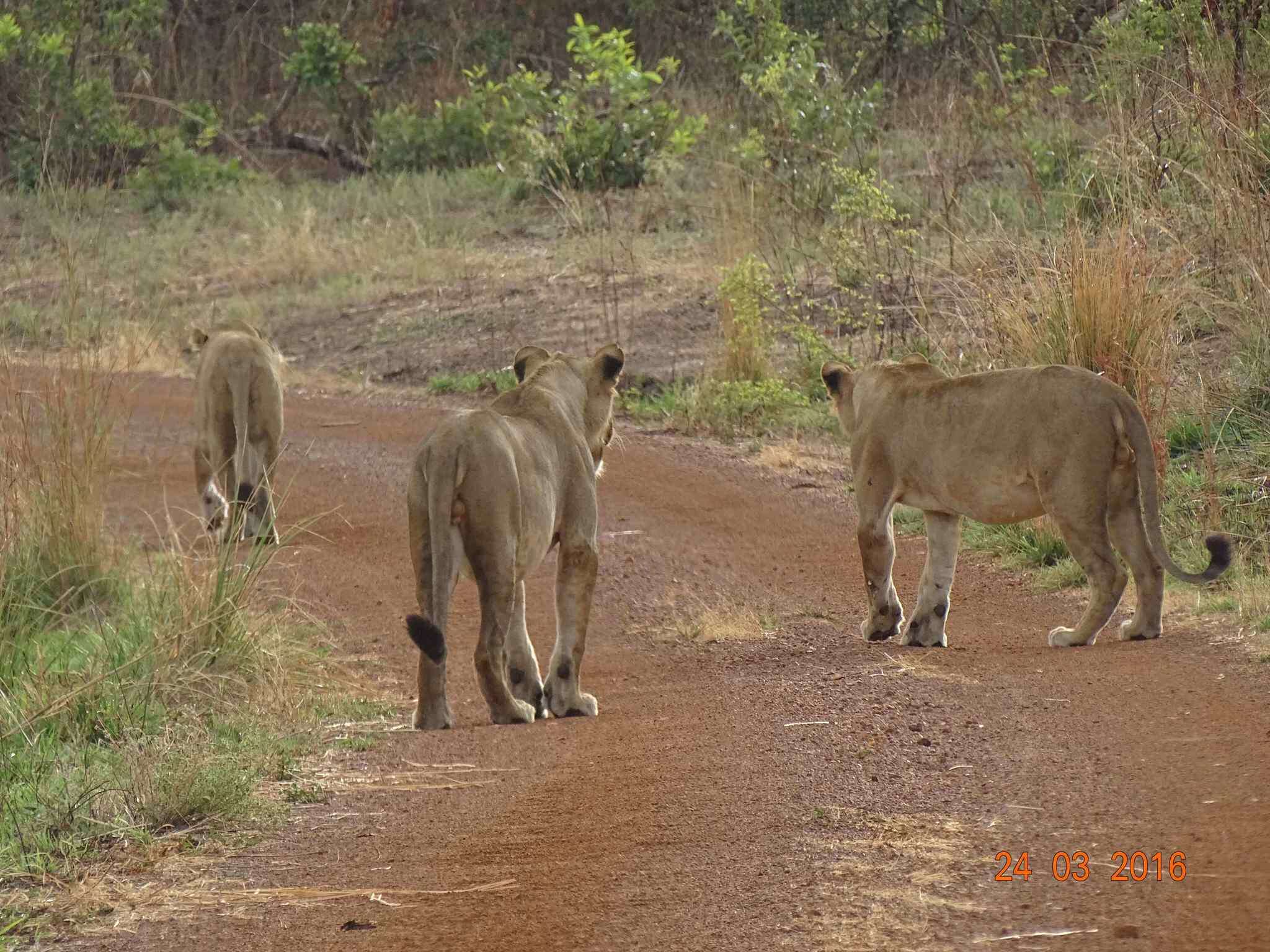 Image of Barbary lion