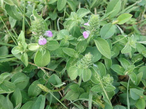 Image of Justicia procumbens var. hirsuta Yamam.