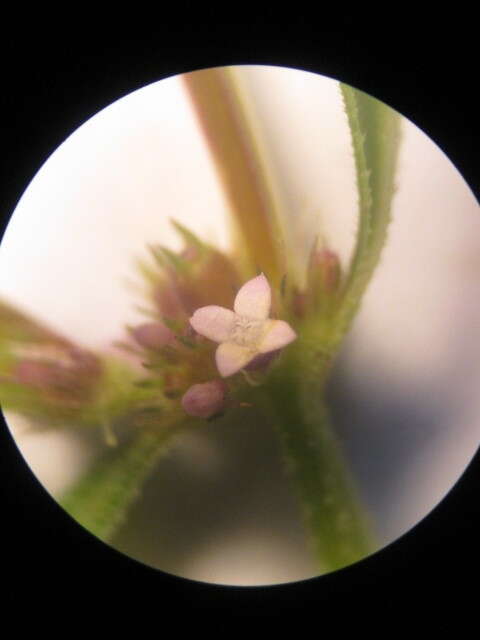 Image of river false buttonweed