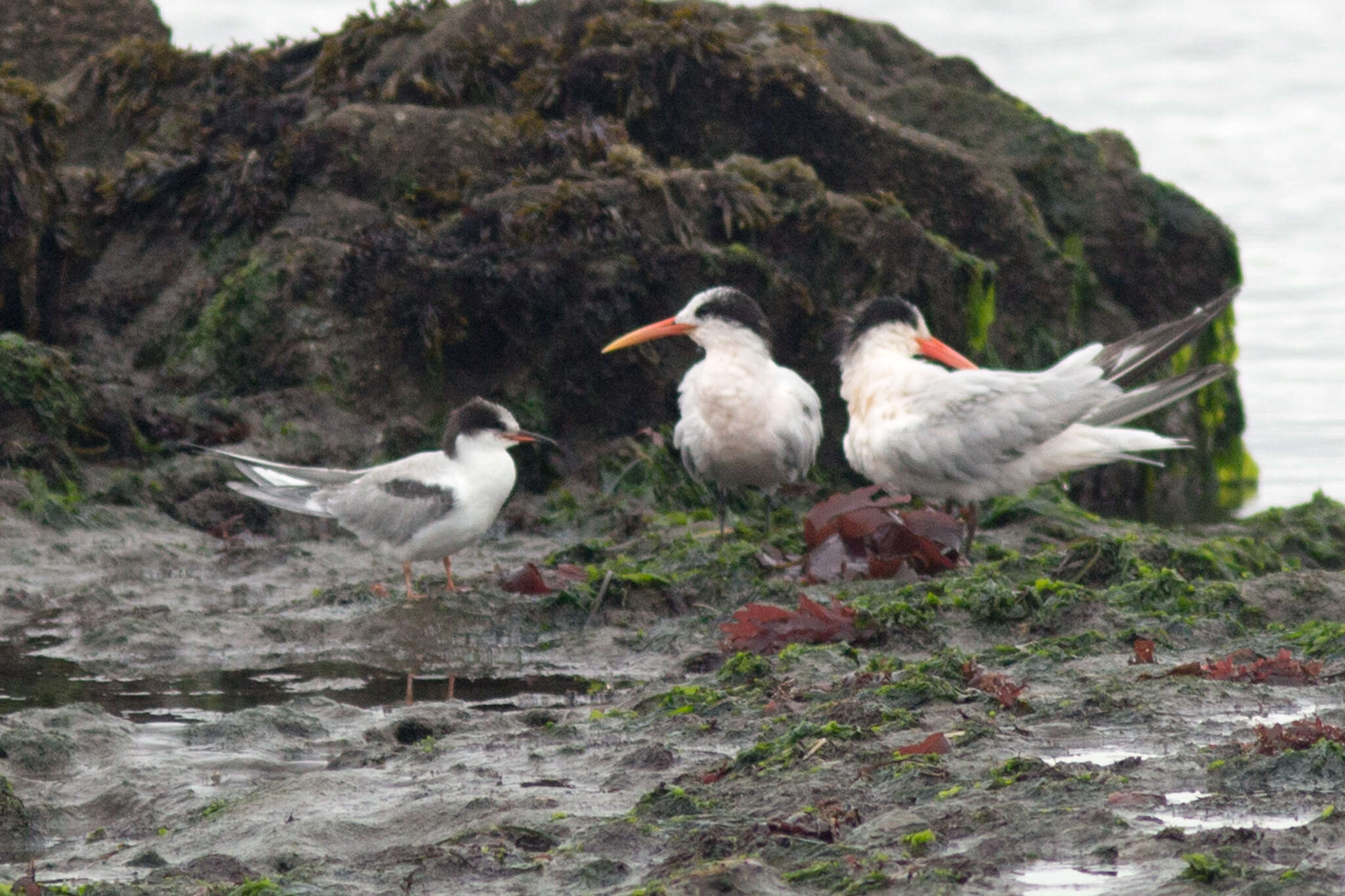 Image of Common Tern