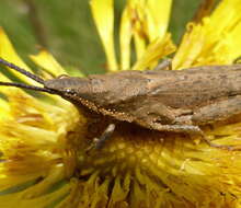 Image of Pyrgomorpha (Phymelloides) granulata Stål 1875