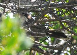 Image of White-browed Babbler