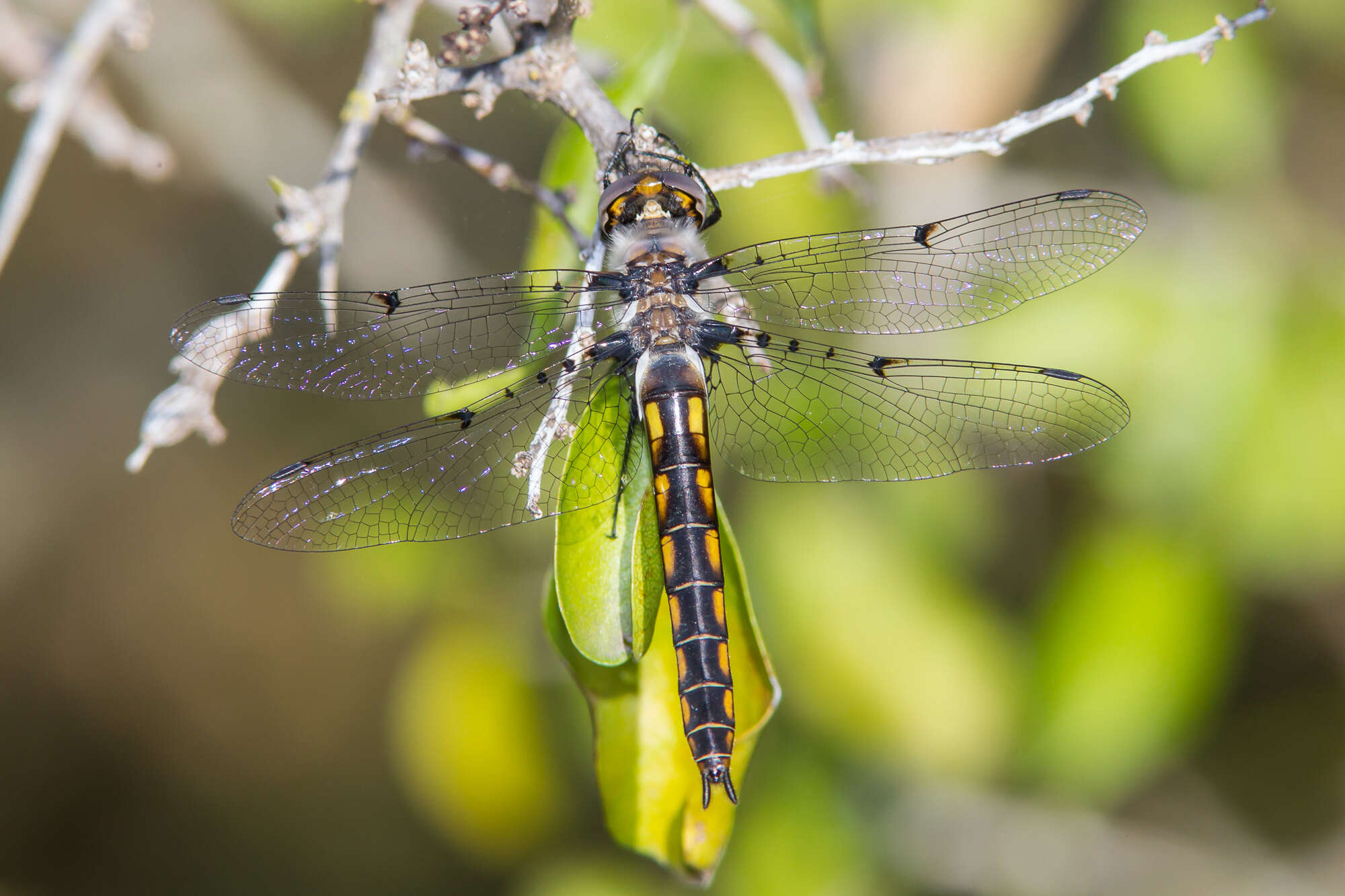 Image of Dot-winged Baskettail