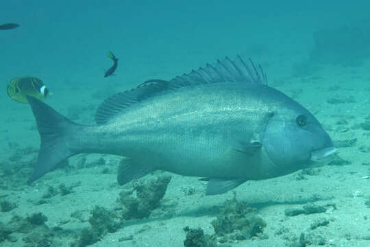 Image of Blue bastard