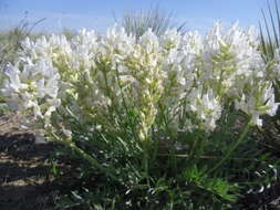 Image of white locoweed