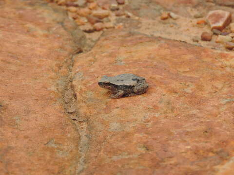 Image of Desert Tree Frog