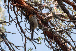 Image of White-browed Tit-Spinetail